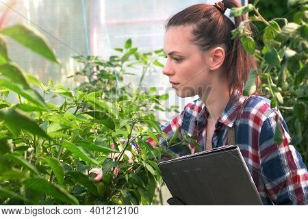 Agronomist Woman Conducts Inspection Of Growing Peppers In Greenhouse And Puts Indicators In Tablet.