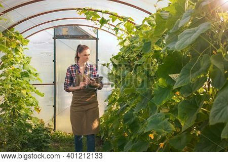 Agronomist Woman Conducts Inspection Of Growing Cucumbers In Greenhouse And Puts Indicators In Table
