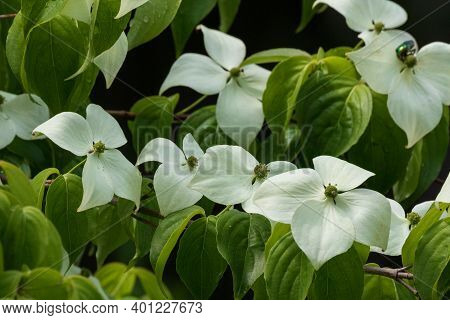 Kousa Dogwood(cornus Kousa) Flowering In Summer Garden, Podlaskie Voivodeship, Poland, Europe,