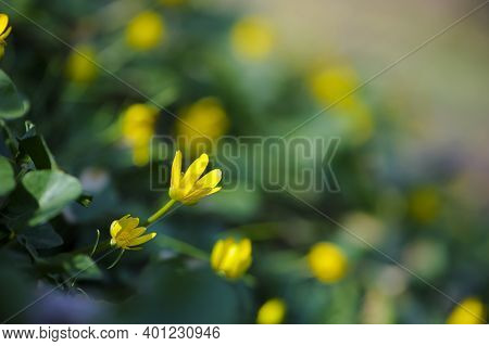 Common Buttercup, Bright Yellow, Small Flowers, Close-up. Ranunculus Acris Is A Species Of Wild Flow