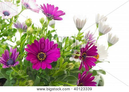 Piante africane o Cape Daisy (osteospermum)