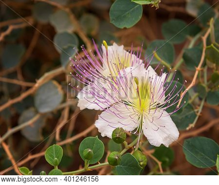 Capparis Flower, Flowering Shrub In The Family Capparaceae In The Red Canyon In Israel Near Eilat. L