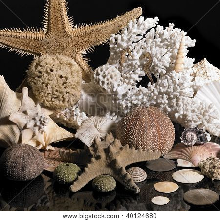 Décoration de la vie de mer
