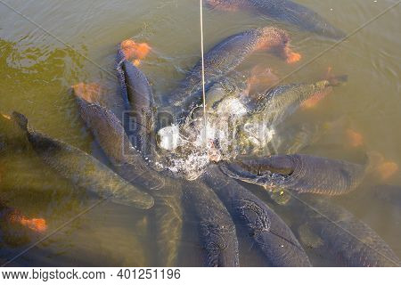 Arapima Fish In A Zoo Pond In Thailand