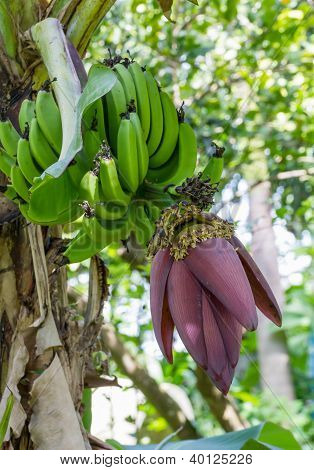 Banan Blossom