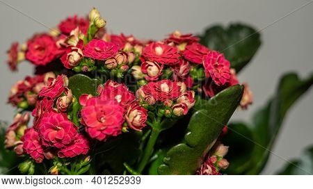 Kalanchoe With Juicy Green Leaves And Red Flowers.
