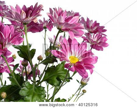 rosa chrysanthemum på vit bakgrund