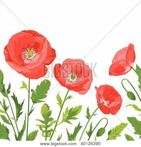 Poppies Bouquet, Seamless Border Composition