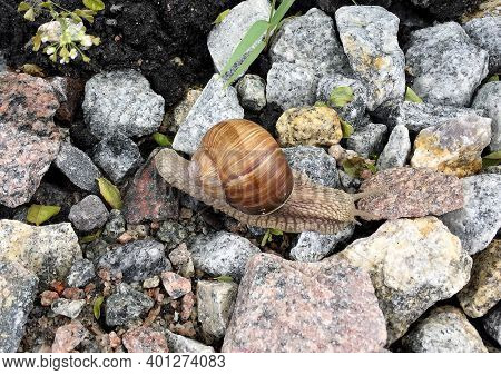 Small Garden Snail In Shell Crawling On Wet Road, Slug Hurry Home. Snail Slug Consist Of Edible Tast