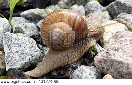 Small Garden Snail In Shell Crawling On Wet Road, Slug Hurry Home. Snail Slug Consist Of Edible Tast