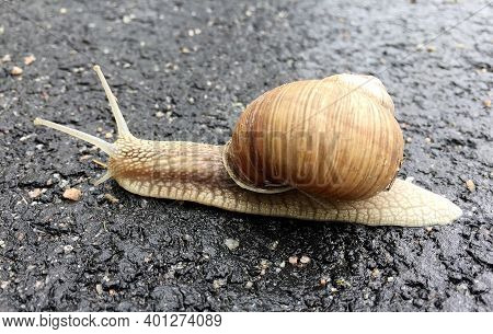 Small Garden Snail In Shell Crawling On Wet Road, Slug Hurry Home. Snail Slug Consist Of Edible Tast