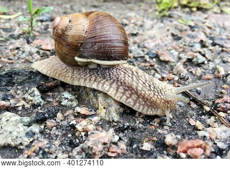 Small Garden Snail In Shell Crawling On Wet Road, Slug Hurry Home. Snail Slug Consist Of Edible Tast