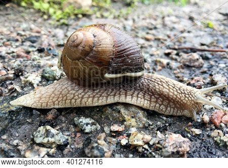 Small Garden Snail In Shell Crawling On Wet Road, Slug Hurry Home. Snail Slug Consist Of Edible Tast