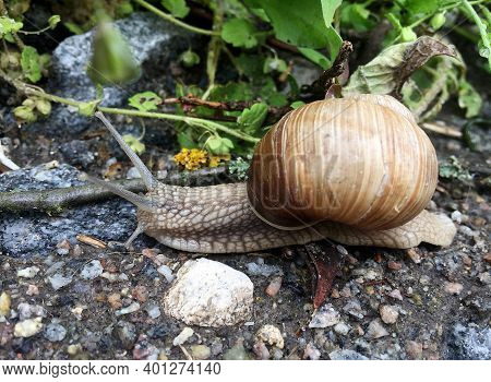Small Garden Snail In Shell Crawling On Wet Road, Slug Hurry Home. Snail Slug Consist Of Edible Tast