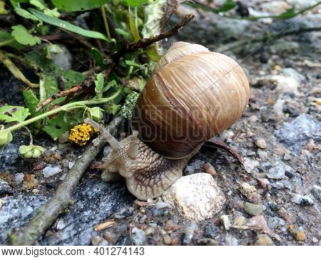 Small Garden Snail In Shell Crawling On Wet Road, Slug Hurry Home. Snail Slug Consist Of Edible Tast