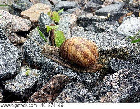 Small Garden Snail In Shell Crawling On Wet Road, Slug Hurry Home. Snail Slug Consist Of Edible Tast