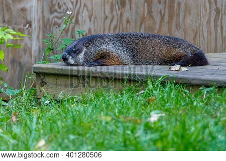 Groundhog (marmota Monax), Also Known As A Woodchuck, Laying On A Deck During Summer. Selective Focu