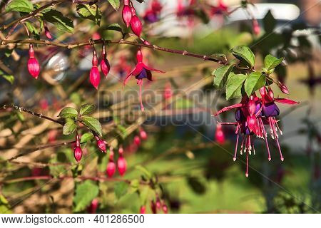 Beautiful Pink Fuchsia Magellanica Riccartonii Autumnal Bell-shaped Flowers On Blurry Green Backgrou