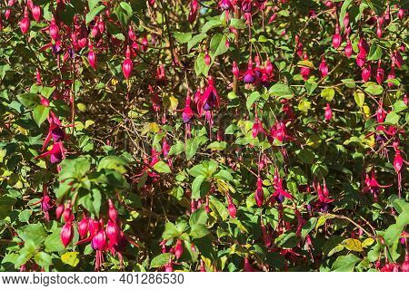 Beautiful Pink Fuchsia Magellanica Riccartonii Autumnal Bell-shaped Flowers With Green Leaves. Wild 