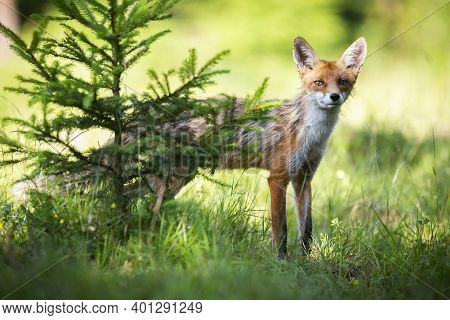 Skinny Red Fox Peeking Out Behind The Conifer Tree In Sunlight