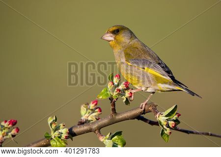 European Greenfinch Sitting On Red Blooming Twig Of A Tree In Springtime