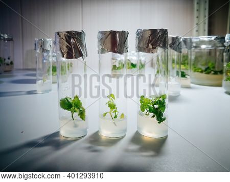 Cloned Micro Plants In Test Tubes With Nutrient Medium. Micropropagation Technology In Vitro