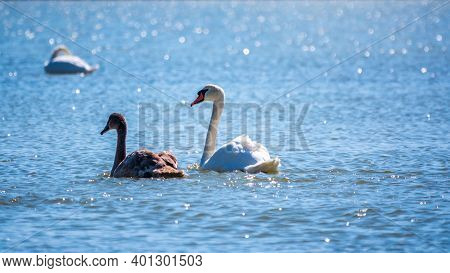 A White Mute Swan With Orange And Black Beak And Young Brown Coloured Offspring With Pink Beak Swimm