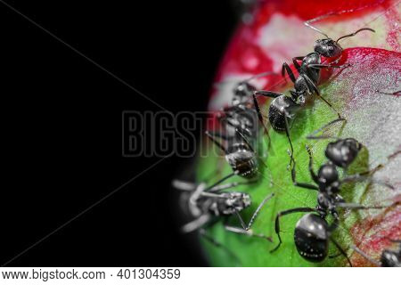 Close up shots of ants on a flower bud with selective focus