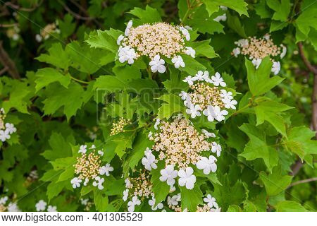Viburnum Opulus, Guelder-rose Or Guelder Rose. Unusual Bloom. Lush Blooming Viburnum. White Inflores