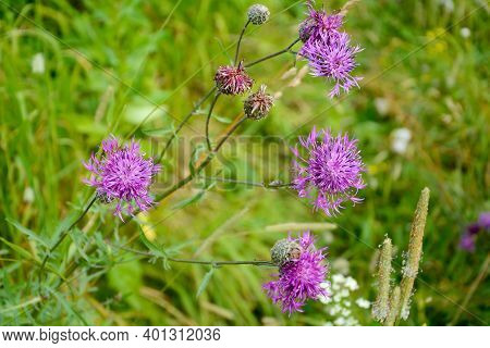 Medicinal And Honey-bearing Plant Cornflower Meadow (centaurea Jacea)