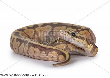 Super Pastel Coralglow Ballpython Aka Python Regius, Curled Up. Head Lifted And Tongue Out. Isolated