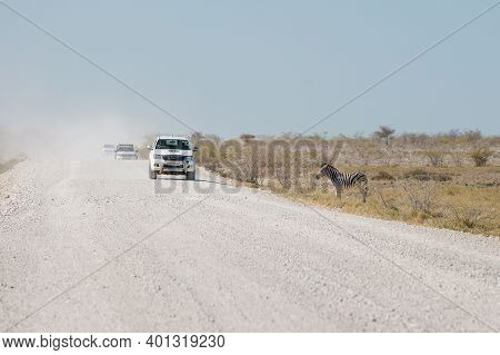 Etosha, Namibia, June 19, 2019: A Zebra Stands On The Side Of A Road That Passes Through A Rocky Des