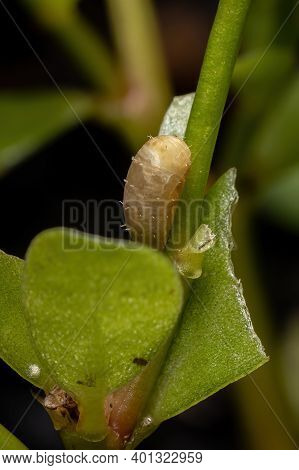 Hover Fly Pupa Of The Genus Dioprosopa
