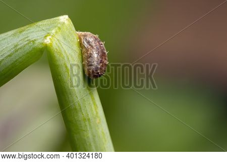 Parasitized Hover Fly Pupa Of The Genus Dioprosopa