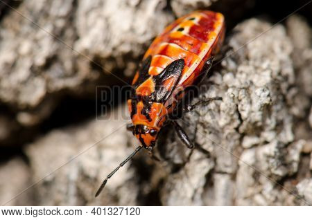 Nymph Of Red Bug Scantius Aegyptius. Monfrague National Park. Caceres. Extremadura. Spain.