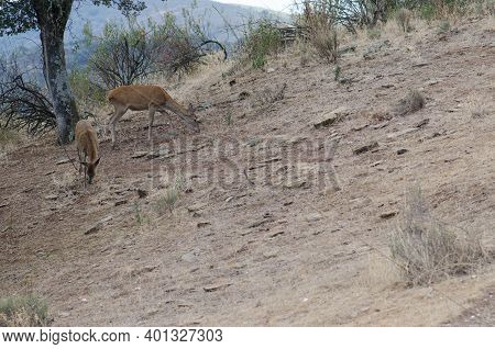 Spanish Red Deers Cervus Elaphus Hispanicus Searching For Food. Female And Its Cub. Monfrague Nation