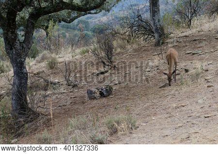 Young Spanish Red Deer Cervus Elaphus Hispanicus Searching For Food. Monfrague National Park. Cacere