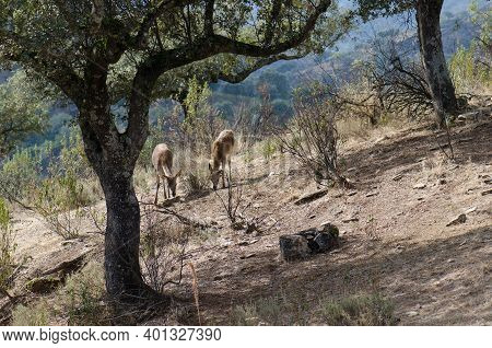 Spanish Red Deers Cervus Elaphus Hispanicus Searching For Food. Female And Its Cub. Monfrague Nation