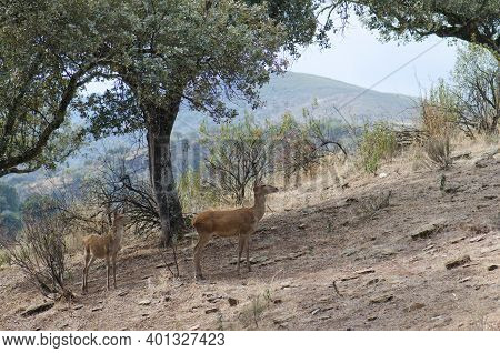 Spanish Red Deers Cervus Elaphus Hispanicus. Female And Its Cub. Monfrague National Park. Caceres. E