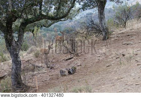 Spanish Red Deers Cervus Elaphus Hispanicus. Female And Its Cub. Monfrague National Park. Caceres. E