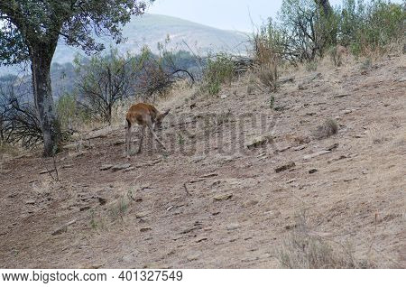 Female Spanish Red Deer Cervus Elaphus Hispanicus Scratching. Monfrague National Park. Caceres. Extr