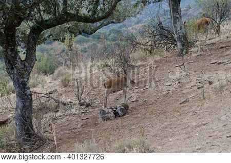 Spanish Red Deers Cervus Elaphus Hispanicus. Cub And Female In The Background. Monfrague National Pa