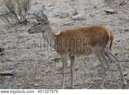 Female Spanish Red Deer Cervus Elaphus Hispanicus. Monfrague National Park. Caceres. Extremadura. Sp