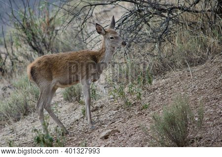 Young Spanish Red Deer Cervus Elaphus Hispanicus. Monfrague National Park. Caceres. Extremadura. Spa