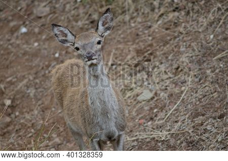 Young Spanish Red Deer Cervus Elaphus Hispanicus. Monfrague National Park. Caceres. Extremadura. Spa