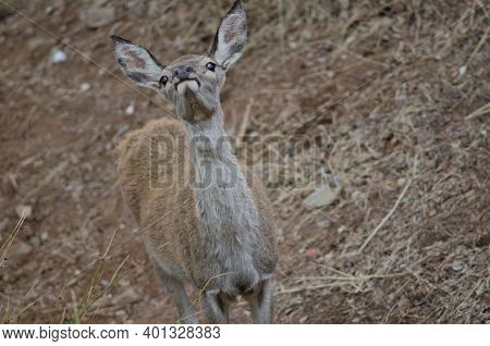 Young Spanish Red Deer Cervus Elaphus Hispanicus Smelling. Monfrague National Park. Caceres. Extrema