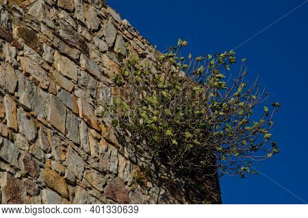 Common Fig Ficus Carica Growing On A Wall Of The Monfrague Castle. Monfrague National Park. Caceres.