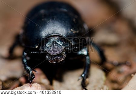 Scarab In The Monfrague National Park. Caceres. Extremadura. Spain.