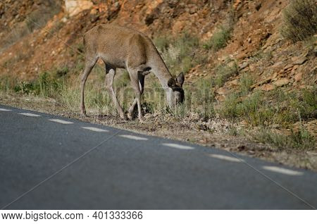 Spanish Red Deer Cervus Elaphus Hispanicus Feeding Next To A Road. Female. Monfrague National Park. 
