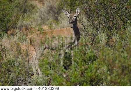 Spanish Red Deer Cervus Elaphus Hispanicus. Hind. Monfrague National Park. Caceres. Extremadura. Spa